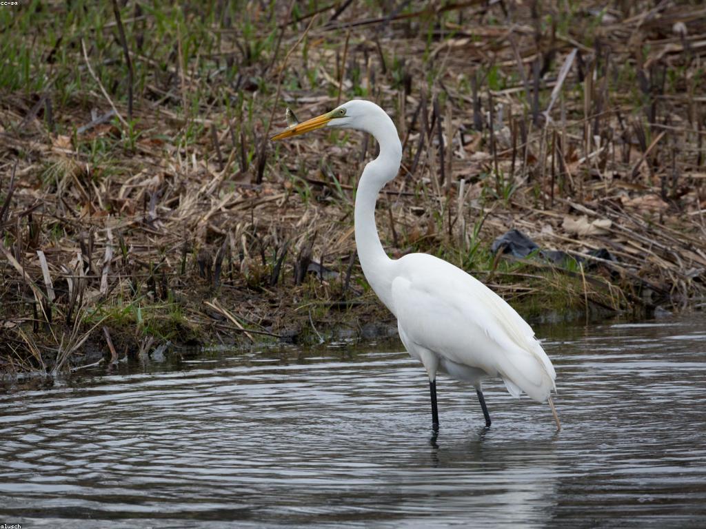 កৌশលបាញ់ស្លុតឲ្យទទួលបានជោគជ័យ